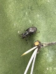 Stictomyia longicornis