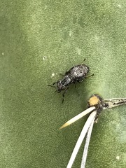Stictomyia longicornis