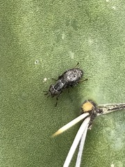 Stictomyia longicornis