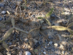 Opuntia parviclada
