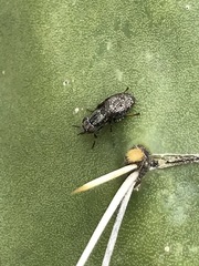 Stictomyia longicornis