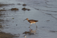 Numenius phaeopus
