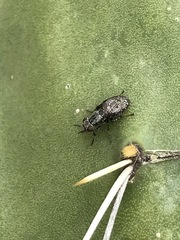 Stictomyia longicornis