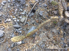 Opuntia parviclada
