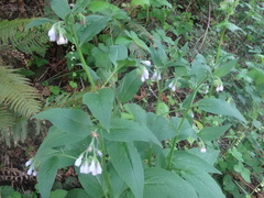 Symphytum asperum