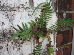 Pteris vittata