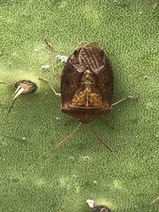 Ascra conspersa