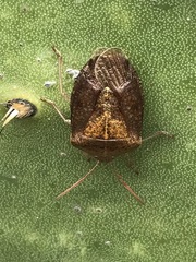 Ascra conspersa