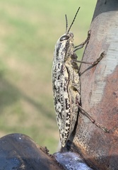 Chrysochroini