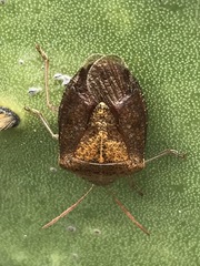 Ascra conspersa