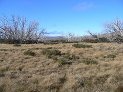 Eucalyptus pauciflora niphophila