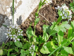 Noccaea caerulescens