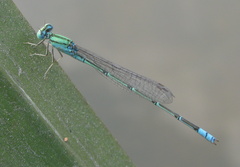 Pseudagrion decorum