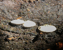 Panellus luxfilamentus