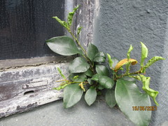 Ficus microcarpa
