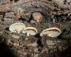 Panellus luxfilamentus