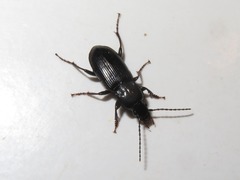 Pterostichus anthracinus