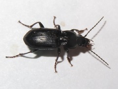 Pterostichus anthracinus