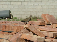 Metriopelia melanoptera