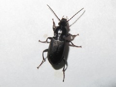 Pterostichus anthracinus