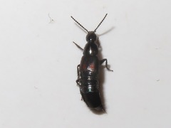 Philonthus cruentatus