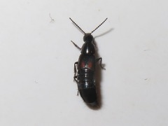 Philonthus cruentatus