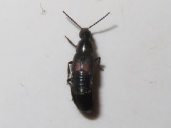 Philonthus cruentatus
