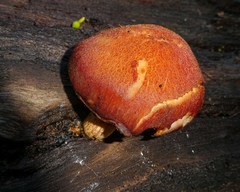 Gymnopilus ferruginosus