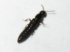 Gyrohypnus fracticornis