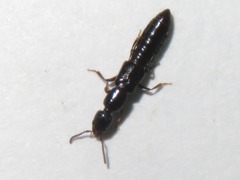 Gyrohypnus fracticornis