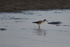Tringa brevipes