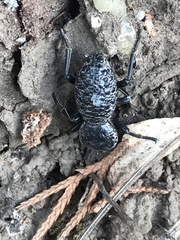 Zopherus laevicollis