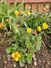 Geum coccineum