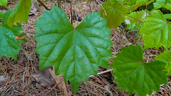 Vitis rotundifolia rotundifolia