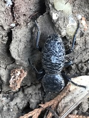 Zopherus laevicollis