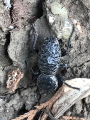 Zopherus laevicollis