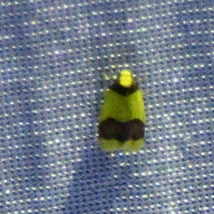 Heterallactis microchrysa