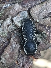 Zopherus laevicollis