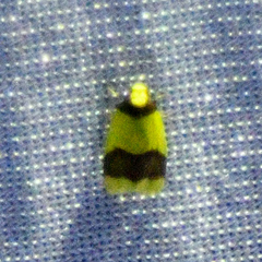 Heterallactis microchrysa