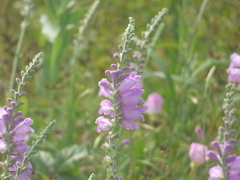Physostegia pulchella