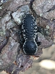 Zopherus laevicollis