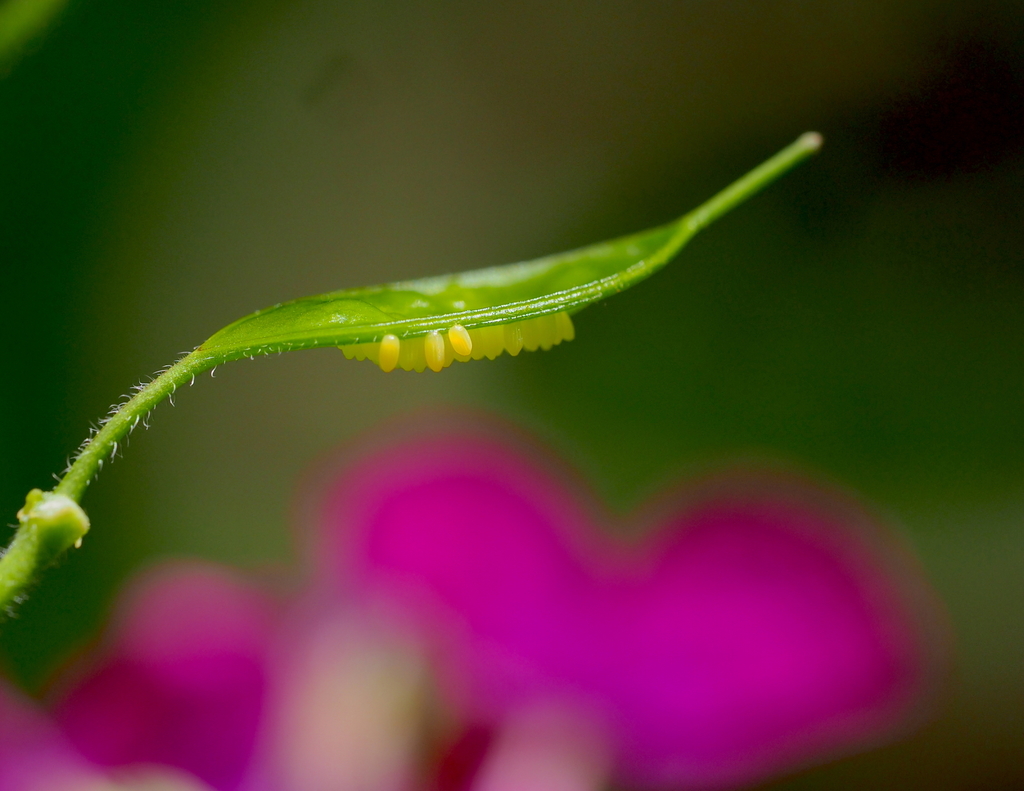 Large white (Pieris brassicae)