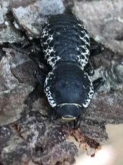 Zopherus laevicollis