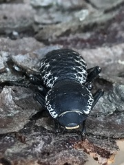 Zopherus laevicollis