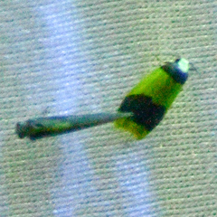 Heterallactis microchrysa