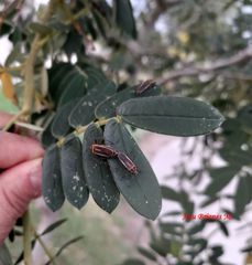 Stenomacra marginella