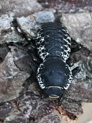 Zopherus laevicollis