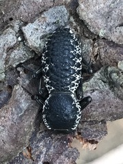 Zopherus laevicollis