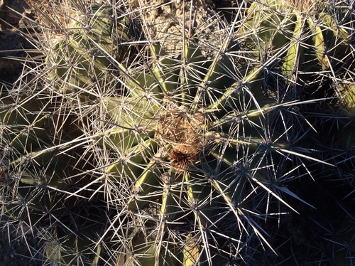 Ferocactus flavovirens