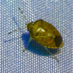 Menida